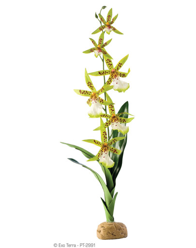 EXOTERRA Rostlina Spider Orchid 45 cm