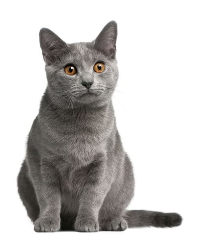 FITMIN Cat Purity Hairball 1,5 kg