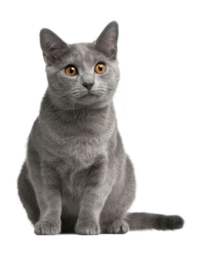 FITMIN Cat Purity Indoor 1,5 kg