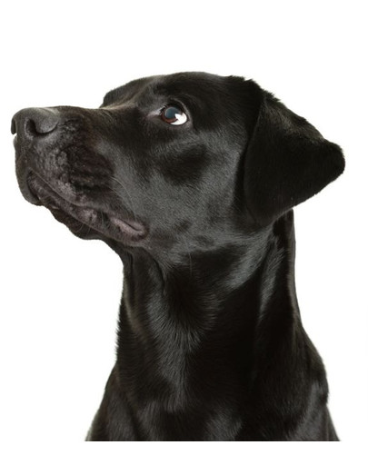 FITMIN Dog solution soft&juicy - 5 kg