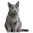 FITMIN cat for life adult chicken 85 g