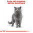 ROYAL CANIN British Shorthair Gravy 6x 85g kapsička pro britské krátkosrsté kočky ve šťávě