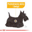 ROYAL CANIN Dermacomfort  - kapsička pro dospělé psy s citlivou pokožkou 85 g