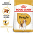 ROYAL CANIN Beagle adult 3 kg granule pro bígly