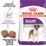 ROYAL CANIN Giant adult 4 kg granule pro dospělé obří psy