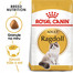 ROYAL CANIN Ragdoll Adult 2 x 10kg granule pro Ragdoll kočky