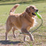 KONG Airdog Fetch Stick with Rope M plovoucí hračka na aportování