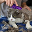 KONG Kartáč Cat ZoomGroom k masírování i česání kočky