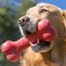 KONG Goodie Bone hračka pro psy gumová kost L 21,5cm