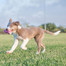 KONG Puppy Teething Stick L Dentální kousátko pro štěňata