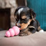 KONG Puppy XS kousátko na pamlsky pro štěňata