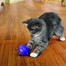 KONG Cat Treat Dispensing Ball Míč na pamlsky pro kočku