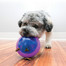 KONG Hopz Ball S hračka na pamlsky pro psy