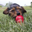 KONG Easy Treat Peanut Butter Pasta pro psy s ořechovým máslem 226