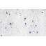 CALITTI Crystals lavender 3,8 l Bentonitové stelivo s vůní levandule