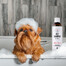 PETS Shampoo Aloe Vera šampon proti lupům 250 ml