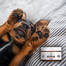 PETS Nose & Paw Balm balzám pro péči o nos a tlapky 75 ml