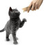 APPLAWS Cat Treat Chicken Puree 10 x ( 8 x 7g ) Kuřecí pyré