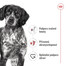 ROYAL CANIN Medium Adult 4kg granule pro dospělé psy středních plemen starší 12 měsíců