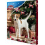 TRIXIE Adventní kalendář pro psy 380g