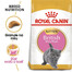 ROYAL CANIN British Shorthair Kitten 12x400 g krmivo pro koťata, do 12 měsíců pro plemeno Britská krátkosrstá kočka